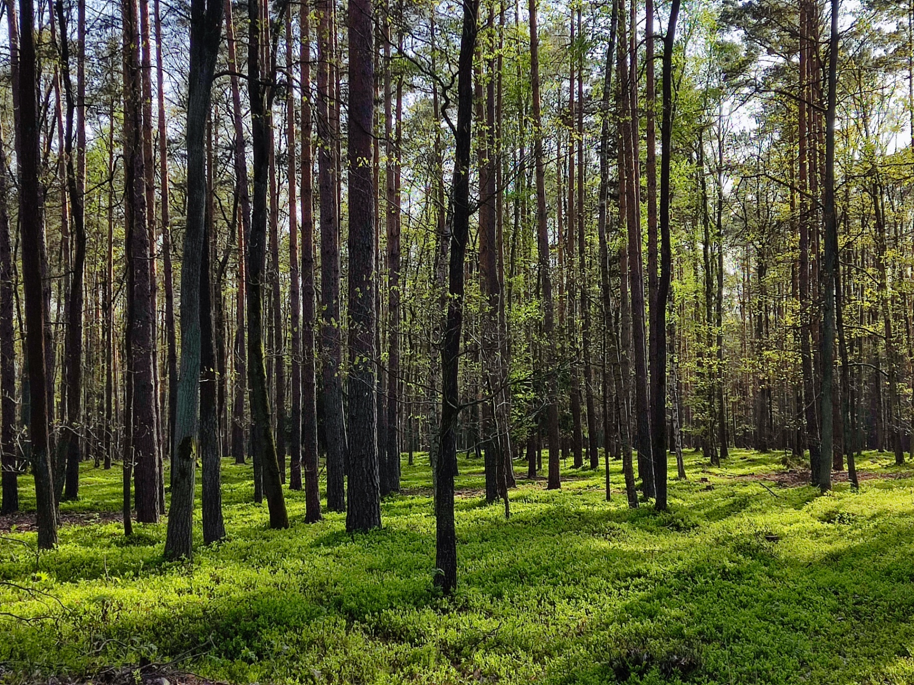 Wzgórza Trzebnickie / Oborniki Śląskie